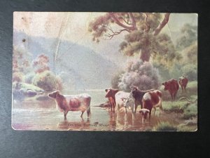 Mint Australia Postcard Swallow and Ariells Restaurant Food Company