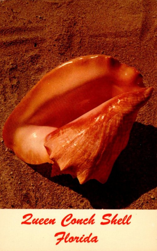 Florida Queen Conch Shell