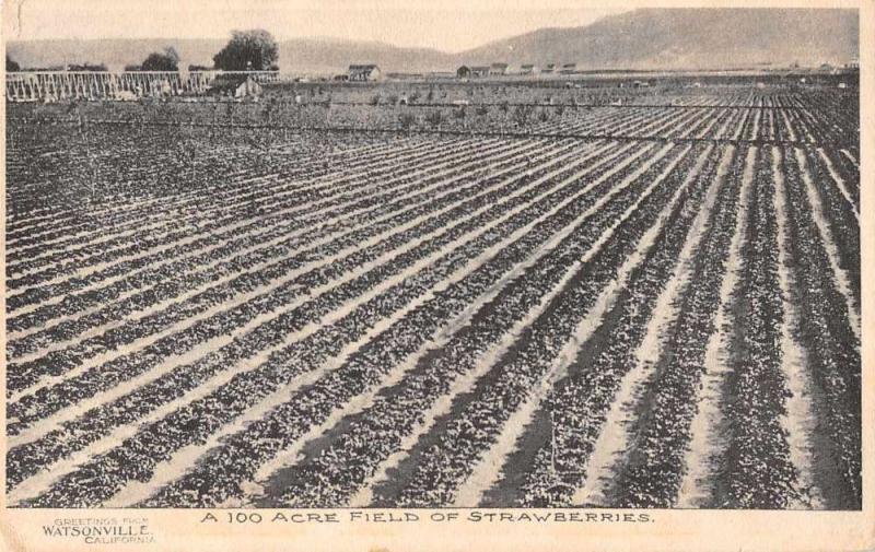 Wastonville California Strawberry Field Antique Postcard J71334