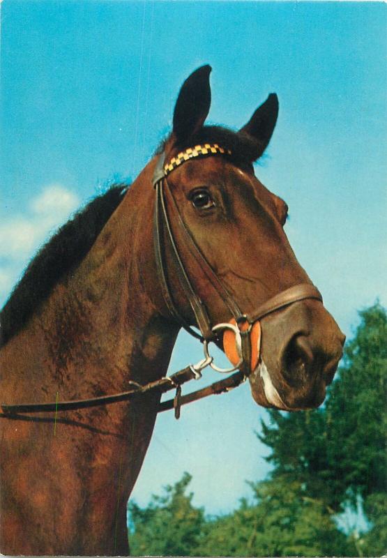 Brown horse high quality Kruger Publishing postcard animals topic cheval