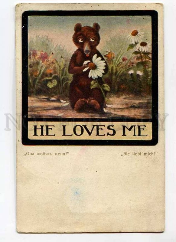 3029297 TEDDY BEAR Camomile FORTUNE TELLING old Art