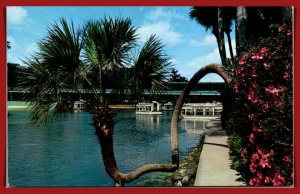 Florida, Silver Springs - The Lucky Palm - [FL-1051]