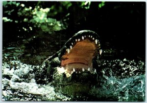 M-8351 Jaws of a 12 foot Alligator Florida's Silver Springs