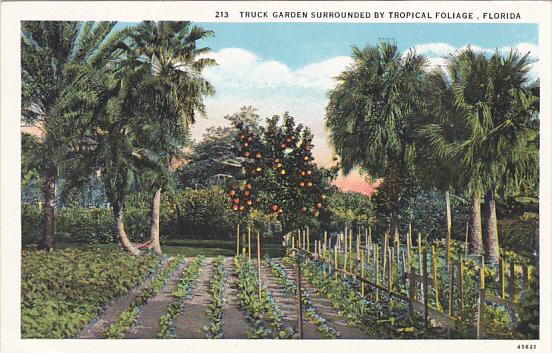 Florida Truck Garden Surrounded By Tropical Foliage Curteich