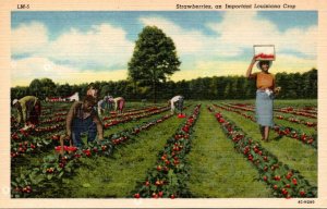 Louisiana Harvesting Strawberries An Important Louisiana Crop Curteich