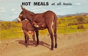 Hot Meals at all Hours Donkey Unused 