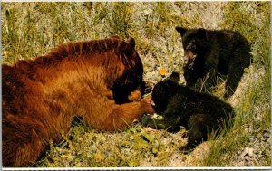 Canada Canadian Rockies Black Bear and Cubs