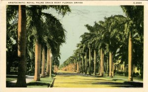 FL - Royal Palms along the Drive