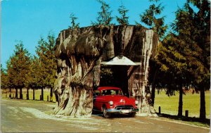 Giant Red Cedar Stump Highway 99 Washington WA Red Automobile Postcard H52