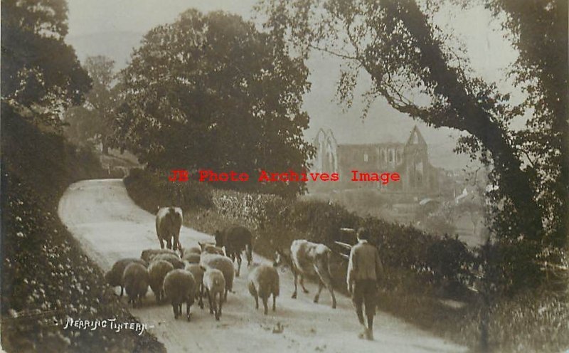 UK, Wales, Tintern, RPPC, Farmer Walking Cows & Sheep up the Road, WA Call Photo