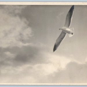 c1910s Beautiful Flying Bird Sky RPPC Skilled Talent Real Photography Dove A193