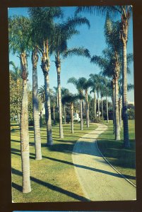 Anaheim, California/CA Postcard, Palm-Lined Walk In City Park