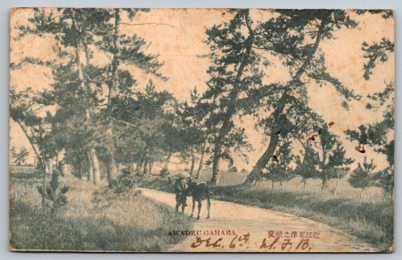 Awadzu Gahara  Japan  Japanese    Postcard   1905