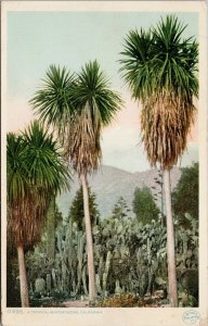 A Tropical Winter Scene California CA Phostint c1915 RPO Postcard F42