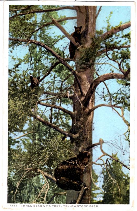 YELLOWSTONE, THREE BEARS UP A TREE, DIVIDED BACK