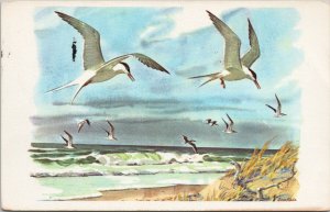 Terns and Skimmers Birds in Flight Gene Klebe Cape Shore Paper Postcard G11