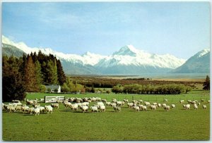 Postcard - Glentanner Station Showing Mt. Cook. Canterbury, New Zealand 