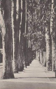 California Mills College Eucalyptus Path Albertype