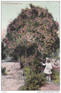 A California Rose Tree, California, 00-10s