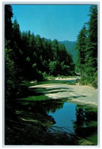 1950's Humboldt Redwoods State Park Lake River Rockefeller Forest CA Postcard