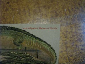 Vintage Alligator Border Postcard Alligators, Natives of Florida Langsdorf #S596