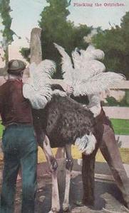 Plucking The Ostrich Ostriches Antique Bird Animal Postcard