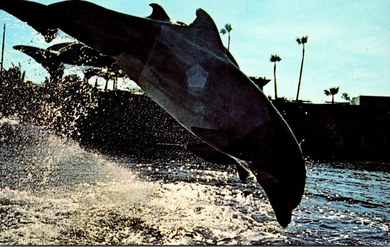 California San Diego Mission Bay Sea World High-Jumping Dolphins