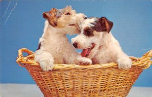 Greetings Dogs Terriers in Basket Vintage Postcard AA18504