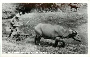 RPPC Postcard Harrowing the Field, Albay Philippines Water Buffalo & Wooden Plow