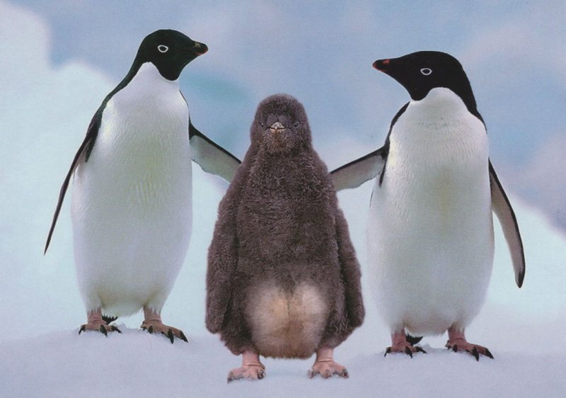 Antarctica Adelie Penguins Adeliepinguine Cuddling Bird German Postcard