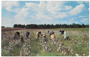 Picking Cotton in the South