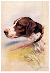 Dog , Pointer , artist signed