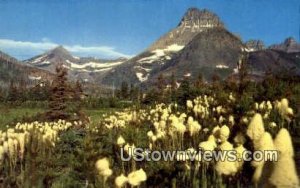 Bear Grass in Glacier National Park, Montana