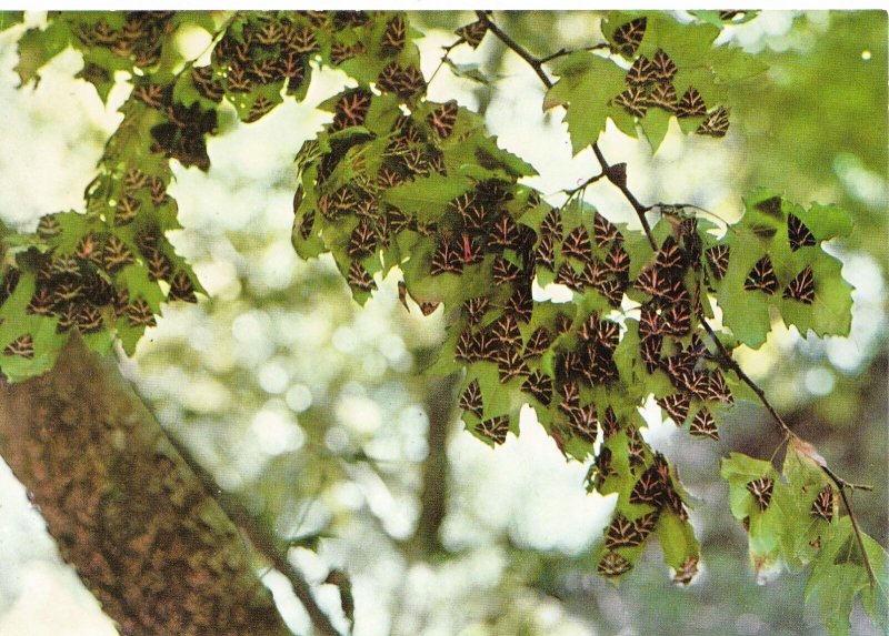 Greece Postcard - Rhodes - Valley of The Butterflies      SM203