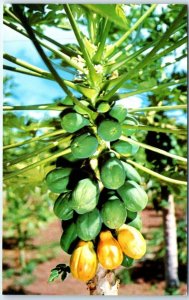 Postcard - Papaya Tree In Florida