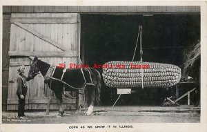 Exaggeration, RPPC, Rotograph 1907, Corn As We Grow It in Illinois, Horse, Farm