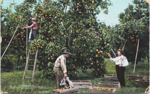 Picking Oranges In Florida Vintage Postcard C226