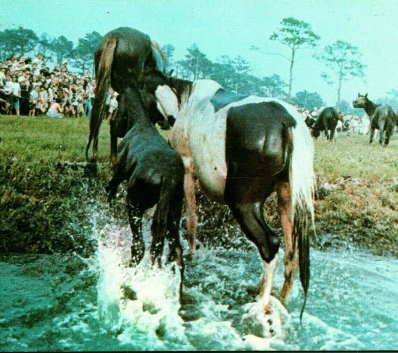 Pony Horse Swim Chincoteague Virginia VA 1969 Chrome Postcard