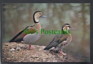 Birds Postcard - Ringed Teal From South America SW3906