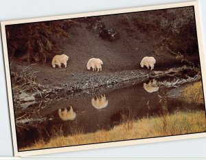 Postcard Mountain Goats, the Rockies