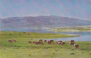 Cattle on the Range in Utah - Ranch