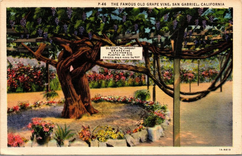Vtg Famous Old Grape Vine San Gabriel California CA Linen Postcard
