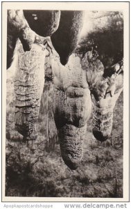 Twin Domes and Giant Stalagmites Big Room Carlsbad Cavern New Mexico Real Photo