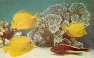 Fish Yellow Tang Hawk fish Shedd Aquarium Postcard 20-14057