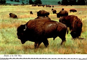 South Dakota Buffalo Or Bison Monarch Of The Plains