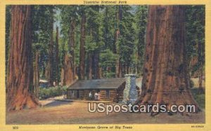 Mariposa Grove of Big Trees - Yosemite National Park, CA