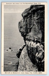 Bird Life on Bonaventure Island GASPE P.Q. CANADA Postcard