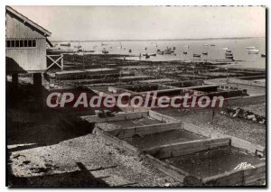 Modern Postcard The Chapus Parks And Oysters On The Bay