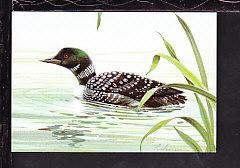 Loon,Painting,Fishman Postcard 