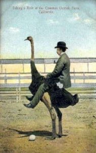 Cawston Ostrich Farm - Pasadena, California CA Postcard